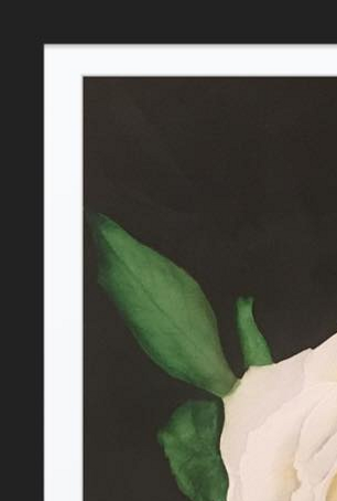 Hvit Rose str 30x40